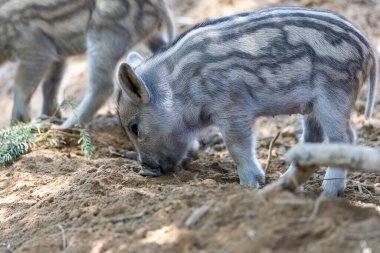 Yaban domuzu. Ayrıntılı görünümü kapat