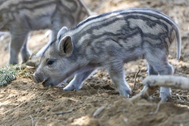 Yaban domuzu. Ayrıntılı görünümü kapat