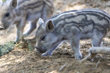 Yaban domuzu. Ayrıntılı görünümü kapat