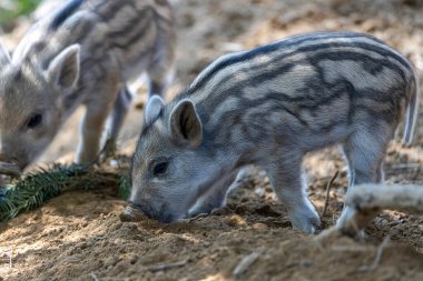 Yaban domuzu. Ayrıntılı görünümü kapat