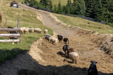 Ukrayna Karpatları 'nın dağlık çayırında koyun sürüsü