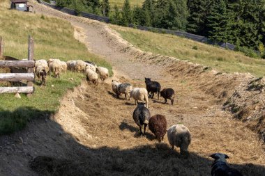 Ukrayna Karpatları 'nın dağlık çayırında koyun sürüsü