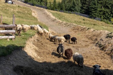 Ukrayna Karpatları 'nın dağlık çayırında koyun sürüsü