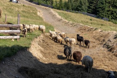 Ukrayna Karpatları 'nın dağlık çayırında koyun sürüsü