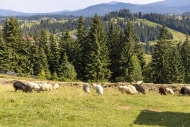 Ukrayna Karpatları 'nın dağlık çayırında koyun sürüsü