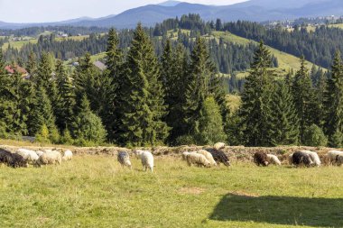 Ukrayna Karpatları 'nın dağlık çayırında koyun sürüsü