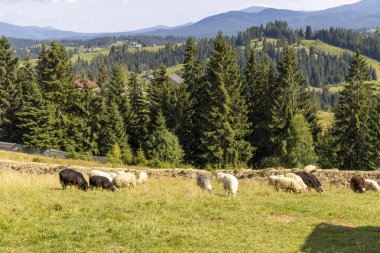 Ukrayna Karpatları 'nın dağlık çayırında koyun sürüsü