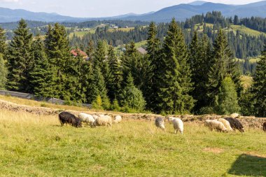 Ukrayna Karpatları 'nın dağlık çayırında koyun sürüsü