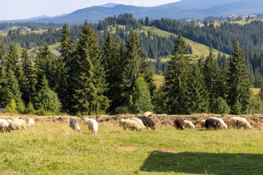 Ukrayna Karpatları 'nın dağlık çayırında koyun sürüsü