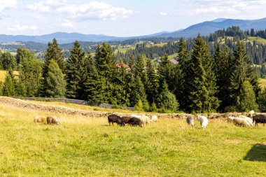 Ukrayna Karpatları 'nın dağlık çayırında koyun sürüsü