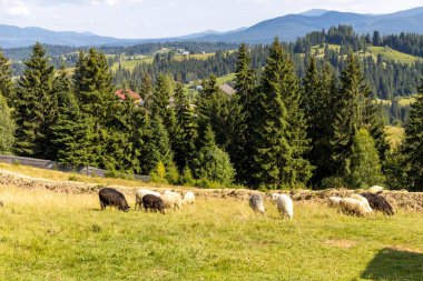 Ukrayna Karpatları 'nın dağlık çayırında koyun sürüsü