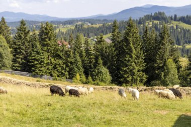 Ukrayna Karpatları 'nın dağlık çayırında koyun sürüsü