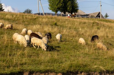 Ukrayna Karpatları 'nın dağlık çayırında koyun sürüsü