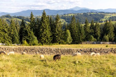 Ukrayna Karpatları 'nın dağlık çayırında koyun sürüsü