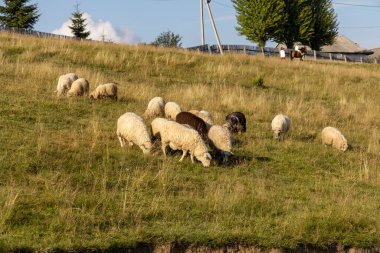 Ukrayna Karpatları 'nın dağlık çayırında koyun sürüsü
