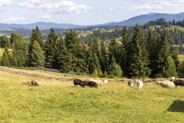 Ukrayna Karpatları 'nın dağlık çayırında koyun sürüsü