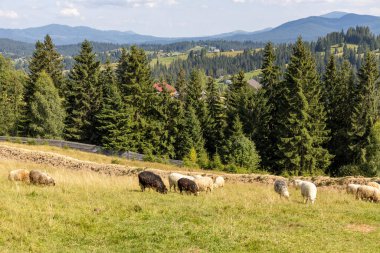 Ukrayna Karpatları 'nın dağlık çayırında koyun sürüsü