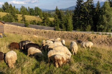 Ukrayna Karpatları 'nın dağlık çayırında koyun sürüsü