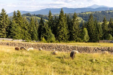 Ukrayna Karpatları 'nın dağlık çayırında koyun sürüsü