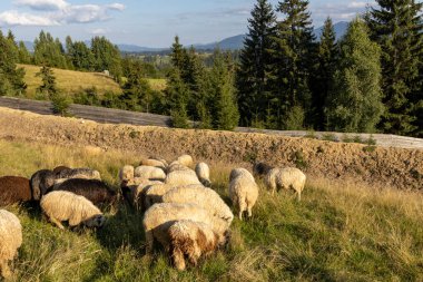 Ukrayna Karpatları 'nın dağlık çayırında koyun sürüsü