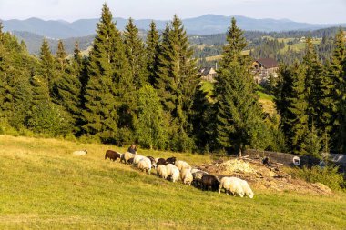 Ukrayna Karpatları 'nın dağlık çayırında koyun sürüsü