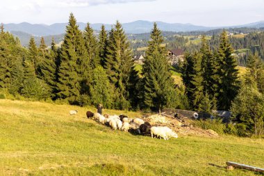 Ukrayna Karpatları 'nın dağlık çayırında koyun sürüsü