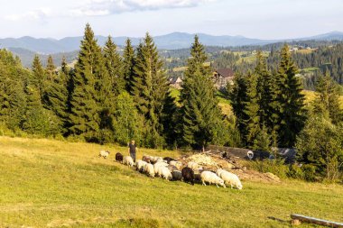 Ukrayna Karpatları 'nın dağlık çayırında koyun sürüsü