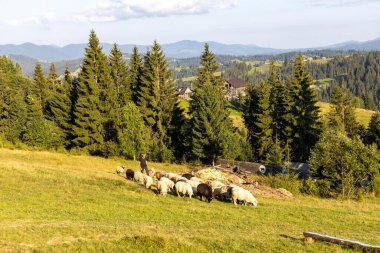 Ukrayna Karpatları 'nın dağlık çayırında koyun sürüsü