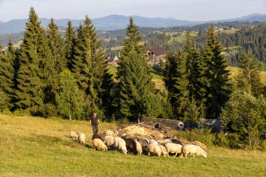 Ukrayna Karpatları 'nın dağlık çayırında koyun sürüsü
