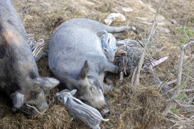 Çocuklu bir dişi yaban domuzu.