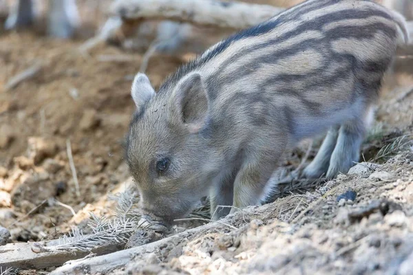 Yaban domuzu. Ayrıntılı görünümü kapat