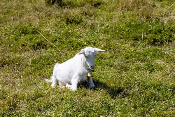 White Goat Green Meadow Mountains — Stockfoto