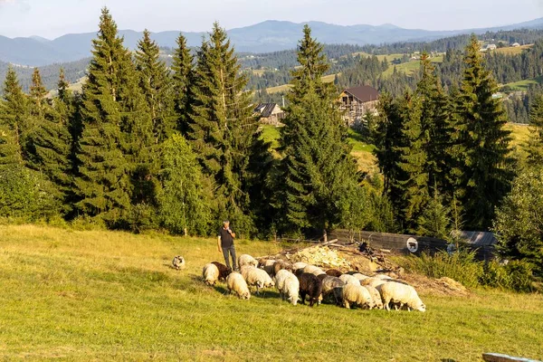 Ukrayna Karpatları 'nın dağlık çayırında koyun sürüsü