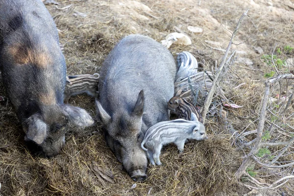 Ein Weibliches Wildschwein Mit Kindern — Stockfoto