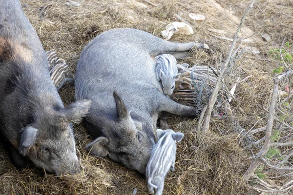 Female Wild Boar Children — Stockfoto