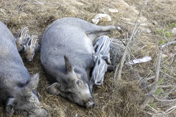 Ein Weibliches Wildschwein Mit Kindern — Stockfoto