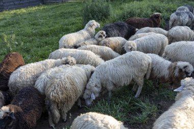 Ukrayna Karpatları 'nın dağlık çayırında koyun sürüsü
