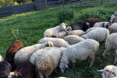 Ukrayna Karpatları 'nın dağlık çayırında koyun sürüsü