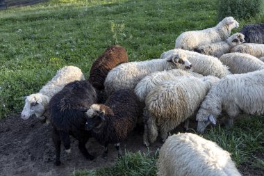Ukrayna Karpatları 'nın dağlık çayırında koyun sürüsü