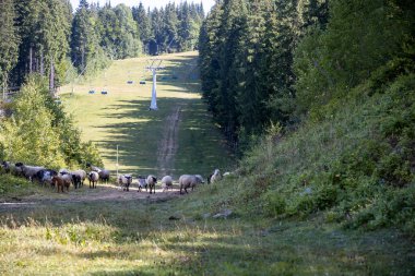 Ukrayna Karpatları 'nın dağlık çayırında koyun sürüsü