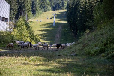 Ukrayna Karpatları 'nın dağlık çayırında koyun sürüsü