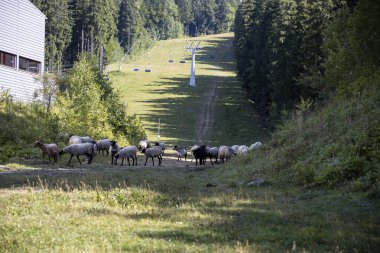 Ukrayna Karpatları 'nın dağlık çayırında koyun sürüsü