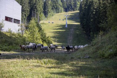 Ukrayna Karpatları 'nın dağlık çayırında koyun sürüsü