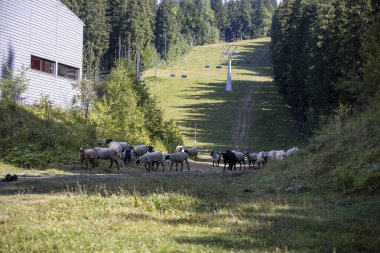Ukrayna Karpatları 'nın dağlık çayırında koyun sürüsü