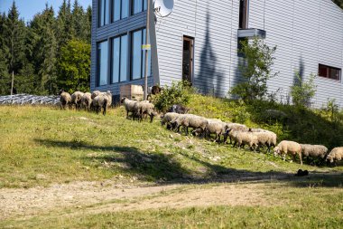 Ukrayna Karpatları 'nın dağlık çayırında koyun sürüsü