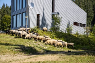 Ukrayna Karpatları 'nın dağlık çayırında koyun sürüsü