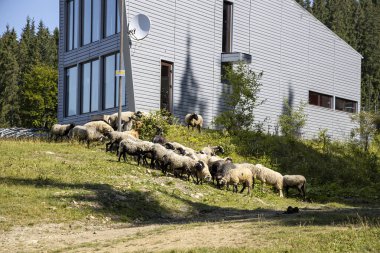 Ukrayna Karpatları 'nın dağlık çayırında koyun sürüsü