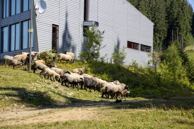 Ukrayna Karpatları 'nın dağlık çayırında koyun sürüsü