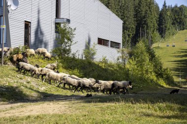 Ukrayna Karpatları 'nın dağlık çayırında koyun sürüsü