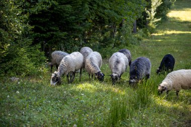 Ukrayna Karpatları 'nın dağlık çayırında koyun sürüsü